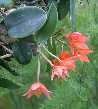 Jardín Botánico Alberto Roth