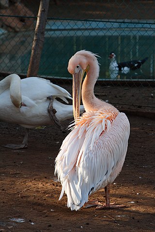 Limassol Zoo