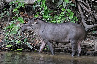 tapirs