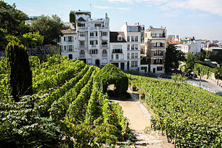 Vigne du Clos Montmartre