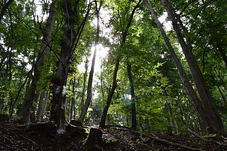 Bad Münstereifeler-Wald