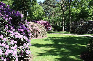 Rhododendronpark