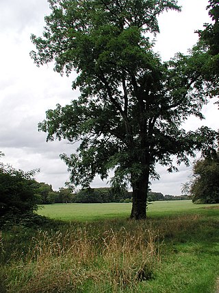 Merheimer Heide