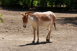 Persian Onager