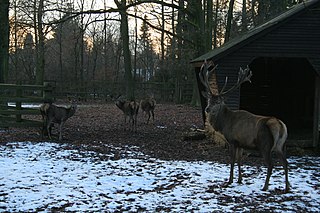 Wildpark im Tannenbusch