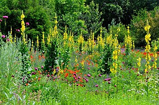 Aromatic Garden