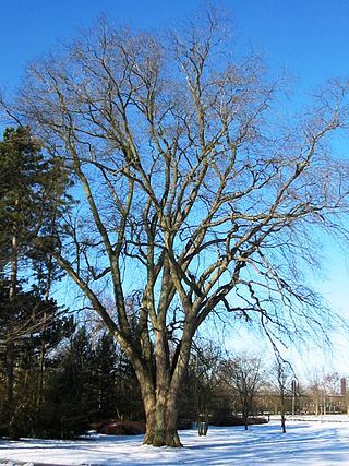 Bergulme / Ulmus glabra