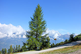 Europäische Lärche / Larix decidua