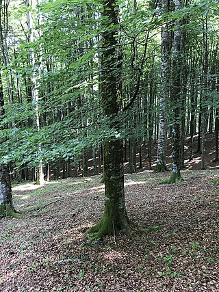 Rotbuche / Fagus sylvatica