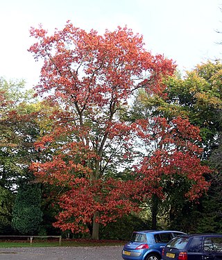 Roteiche / Quercus rubra