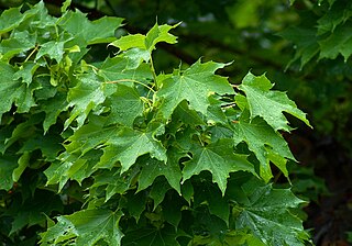 Spitzahorn / Acer platanoides