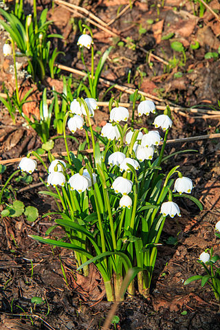 Märzenbecherblüte