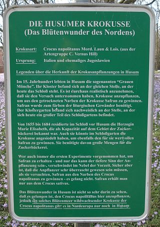 Husumer Krokusblüte