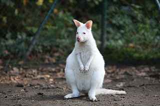 Solinger Vogel- und Tierpark