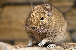 Degus