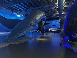 Whales of Iceland