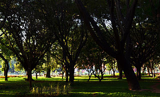 Cubbon Park