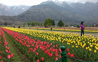 Tulip Gardens