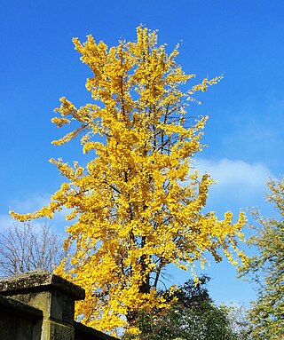 Parco di Villa Finzi