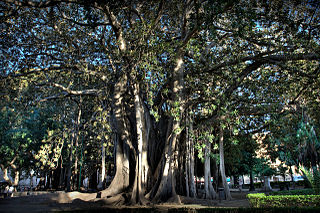 Giardino Garibaldi