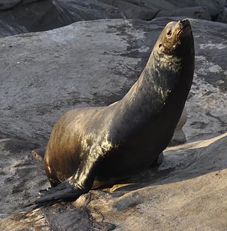 California sea lion