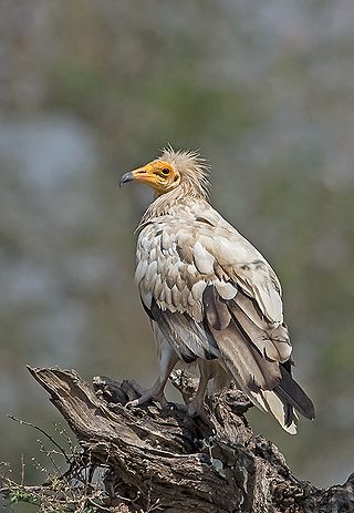 Egyptian vulture