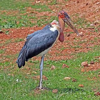 Marabou stork