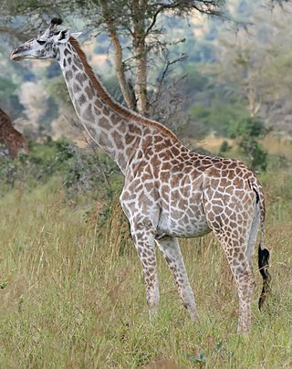 Northern giraffe