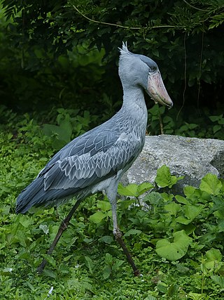 Shoebill