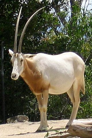 scimitar oryx