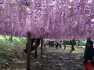 Kawachi Wisteria Garden