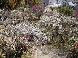 岡本梅林公園