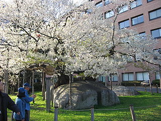 'stone splitting' cherrytree