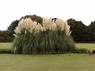 Jindai Botanical Gardens