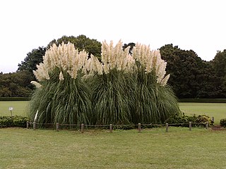 Jindai Flower Park