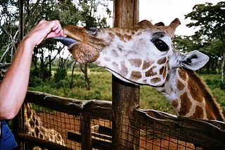 Giraffe Centre