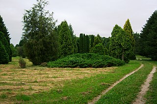 Dubravos arboretumas