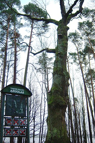 Taikos kalno ąžuolas