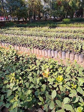 Vivero Coyoacán