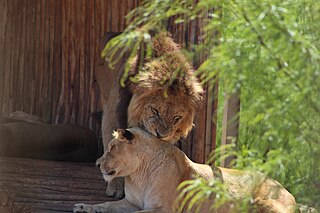 Rabat Zoo