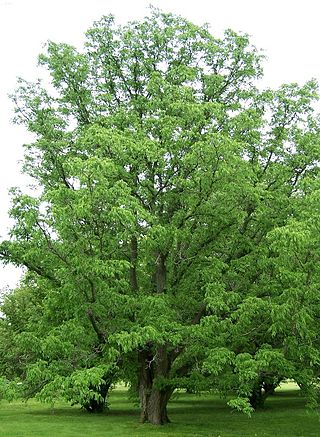 Бархат амурский Phellodendron amurense Rupr.