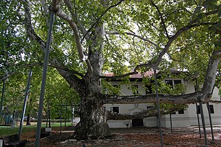 Natural monument Old platanus