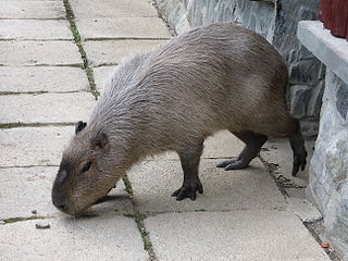 Zoologická záhrada Košice