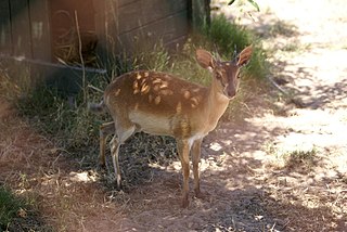 Tygerberg Zoo