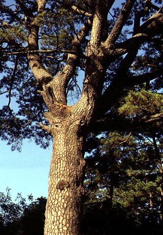 Black Pine at Jwasueyong Fortress