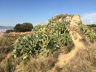 Castell de Port