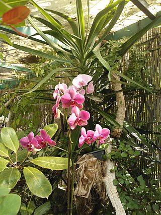 Orchid garden