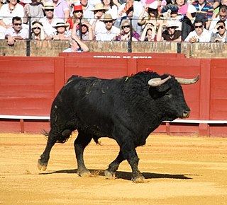 Al Toro de Lidia