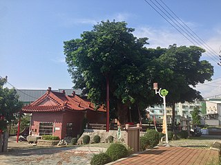 Parasol Tree King