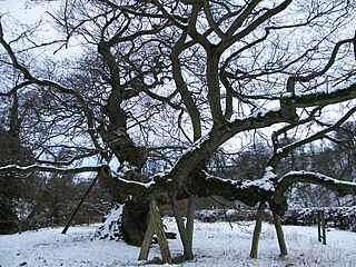 Capon Tree